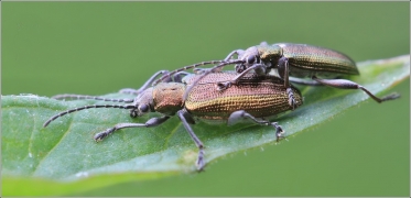 <p>RÁKOSNÍČEK OBECNÝ (Donacia semicuprea) ---- /species of leaf beetles - Schilfkäfer/</p>
